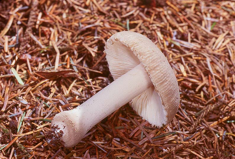 Amanita farinosa